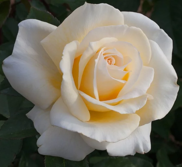 Rosier Christophe Dechavanne® Meibarbaru