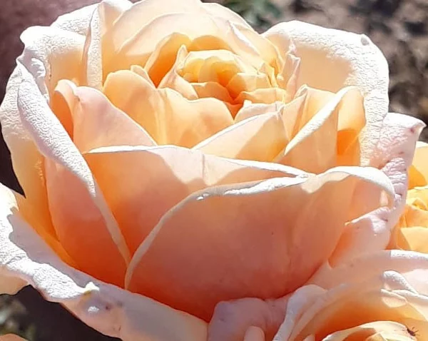 Rosier Folie'Flore® Barmarcreme
