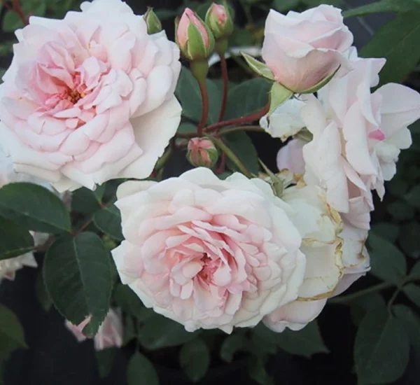 Rosier Marie Pavie