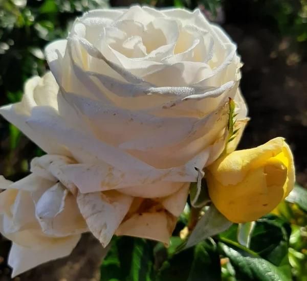 Rosier Jeanne Coeur® Oranobri