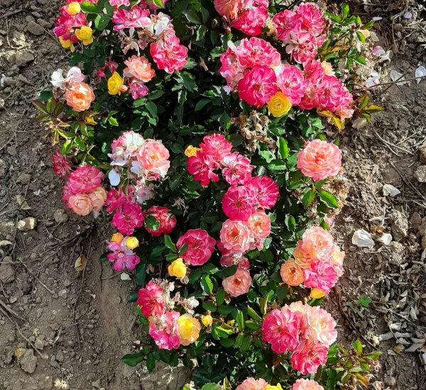 Rosier Rêve De Paris® Meilowmye