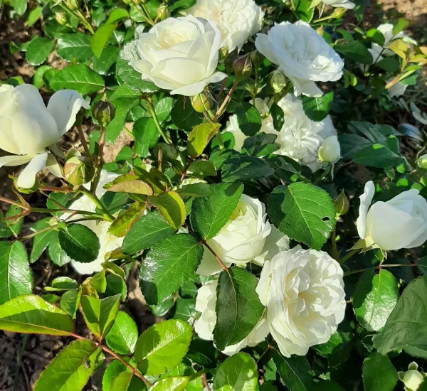 Rosier Marina Picasso® Meidyceus