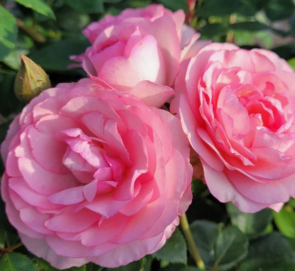 Rosier Mini Pierre De Ronsard® Meibigboni