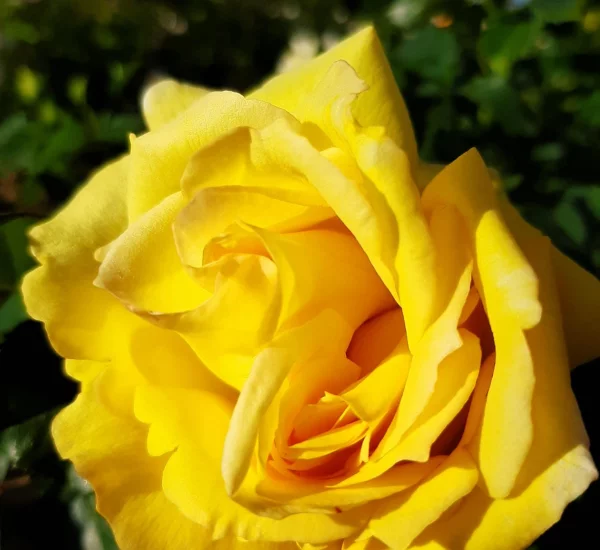 Rosier Bellagio® Lapgio
