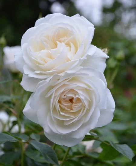 ROSIER TIGE 100 CM ICEBERG