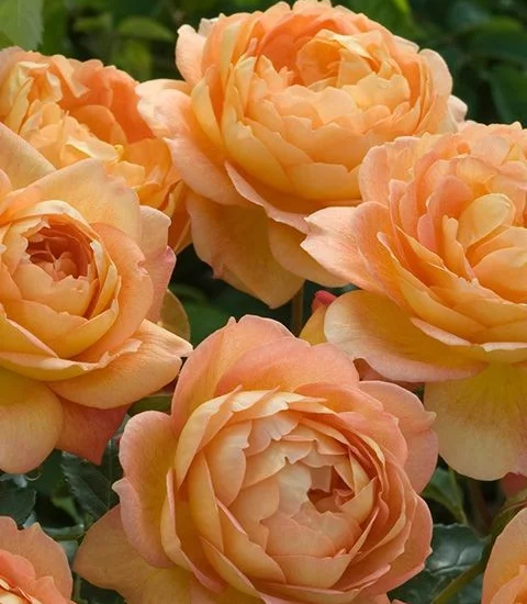 Rosier TIGE 100 cm Lady Of Shalott ®