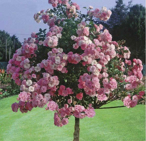 Rosier tige 100cm  THE FAIRY
