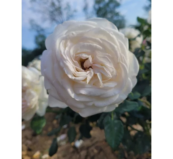 Rosebush Camille Claudel ® Meiroguste