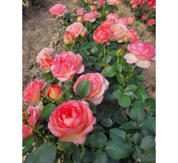 Rosier Auguste Escoffier® Meizasmyne