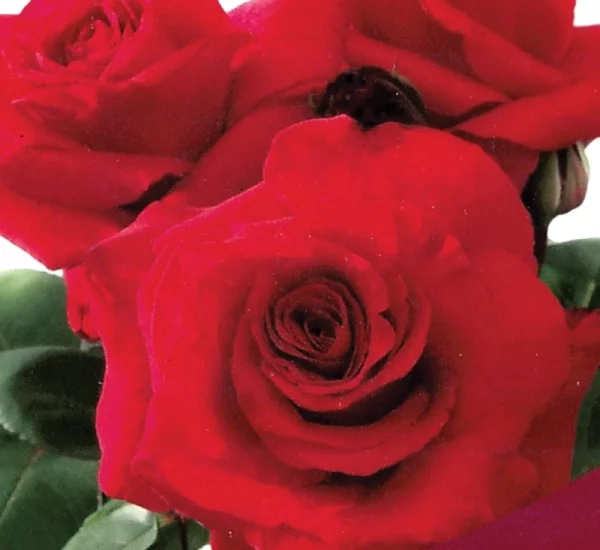 Rosier Simone Veil® Oracolha