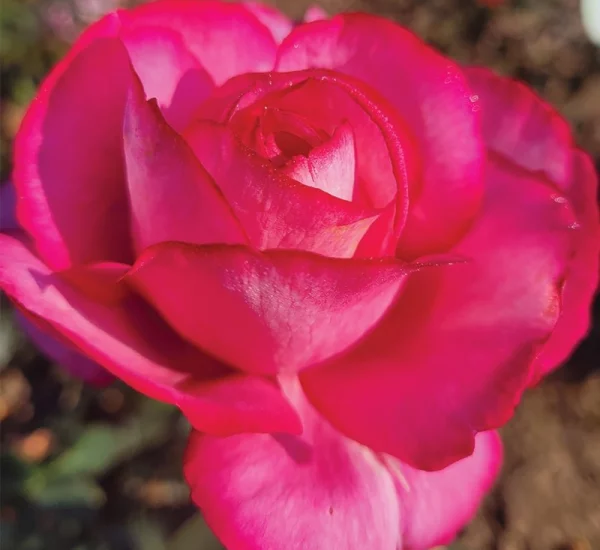 Rosier Guignol® Orabrica