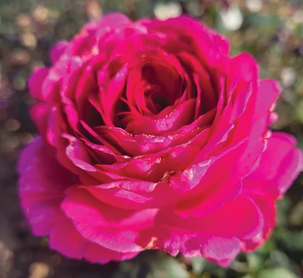 Rosier KAZATCHOCK® Oragrapar