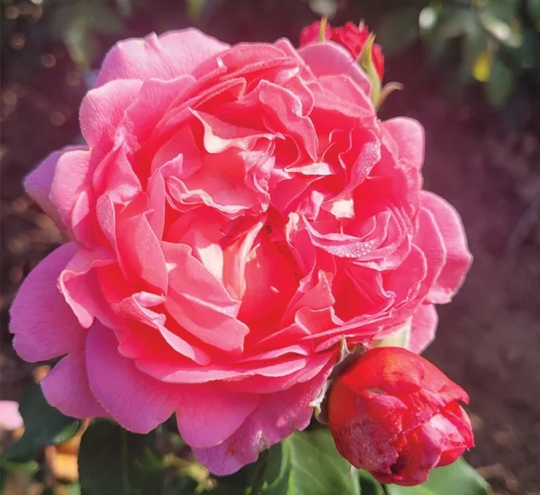 Rosier Pick'n Go ® Mattmag