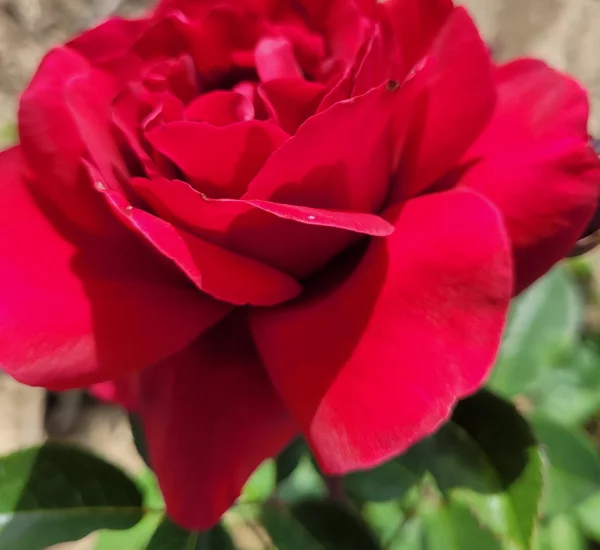 Rosier HAMEAU DUBOEUF® Oradassac