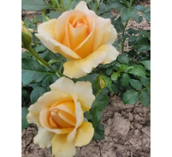 Rosier YELLOWSTONE® Oraleymy
