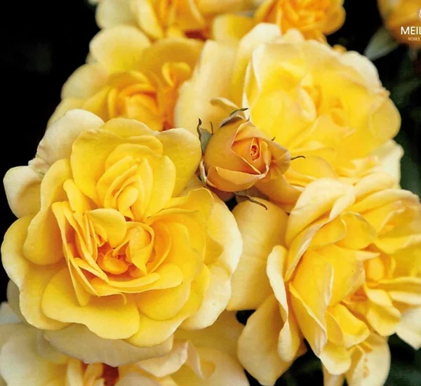 Rosier GOLDEN PAREO® Meipiyou