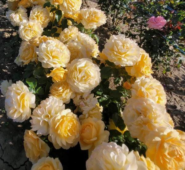 Rosier FREGATE® Lapfreg