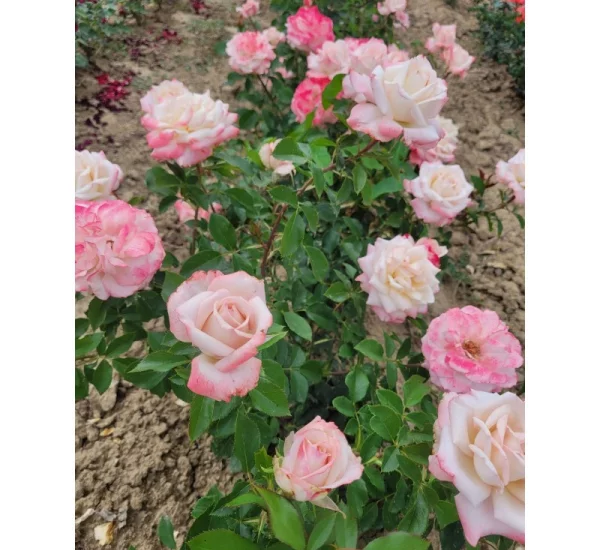 Rosier LYON LUMIERES® Meivanae