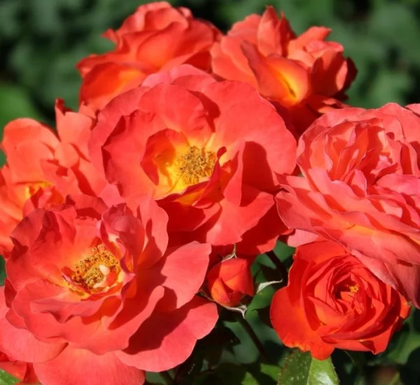 Rosier SALTO® Tan106008