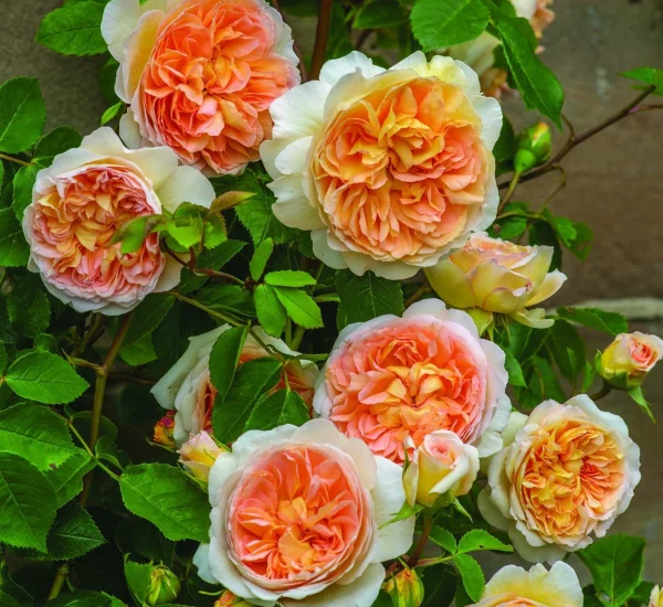 Rosier BATHSHEBA® Auschimbley