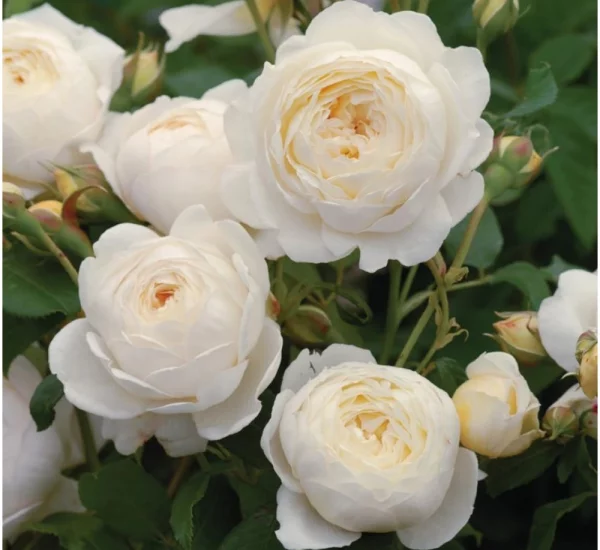 Rosier CLAIRE AUSTIN ® Ausprior