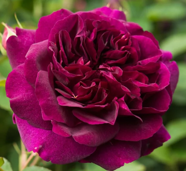 Rosier DARCEY BUSSEL ® Ausdecorum