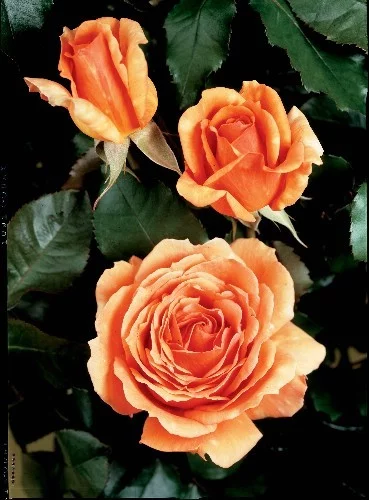 Rosier Bora Bora® Tanmarsa