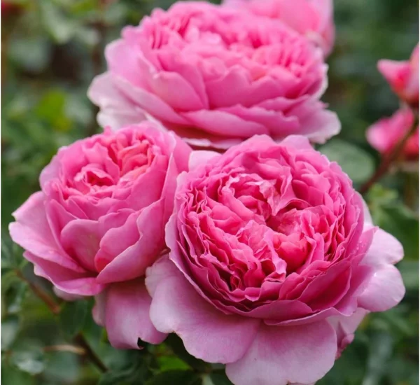 Rosier PRINCESS ALEXANDRA OF KENT® Ausmerchant