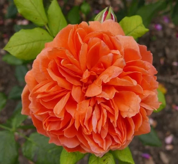 Rosier SUMMER SONG ® Austango
