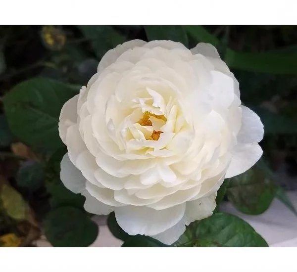Rosier WILLIAM and CATHERINE ® Ausrapper
