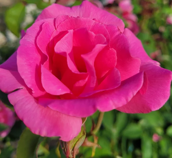Rosier ZEPHIRINE DROUHIN