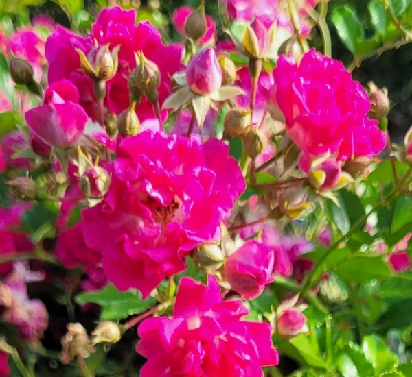 Rosier SUPER EXCELSA