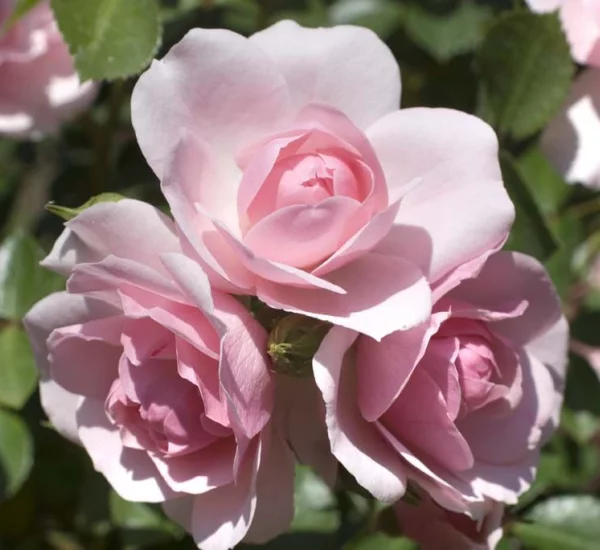 Rosier TIGE 100 cm BONICA ® Meidomonac