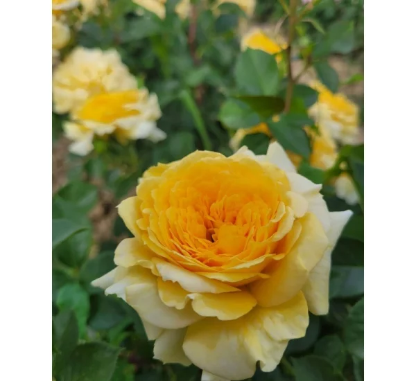 Rosier Mélissandre® Reuyolk