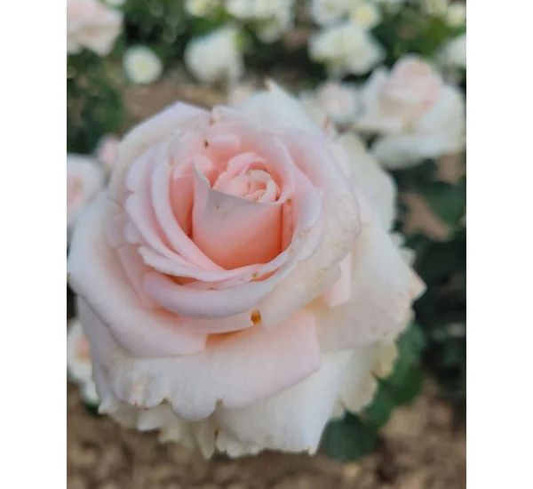 Rosier Eve de Rothschild® Lapdila
