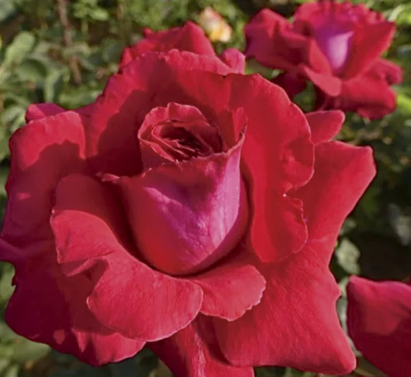Rosier Azimut® Oralonbra