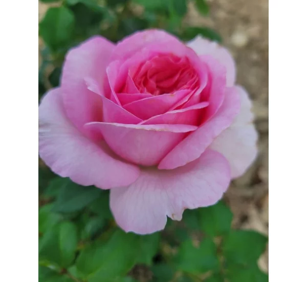 Rosier Madrigal® Oragidel