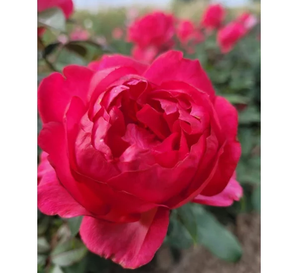Rosier Laure Calamy® Fel 14013