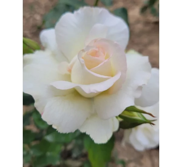 Rosebush Niharika ® Ora 72-09