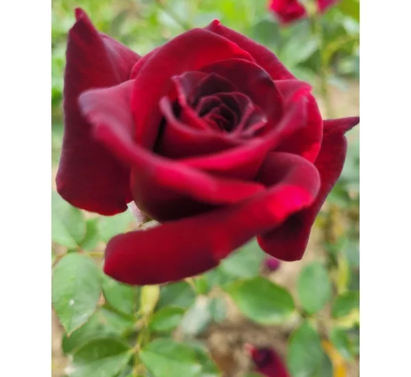 Rosier Black Perfumella® Meizhoro