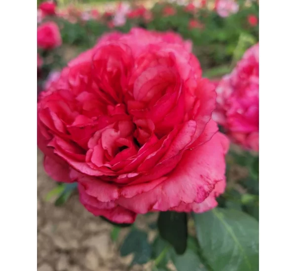 Rosier Audrey FLEUROT® Meicatess