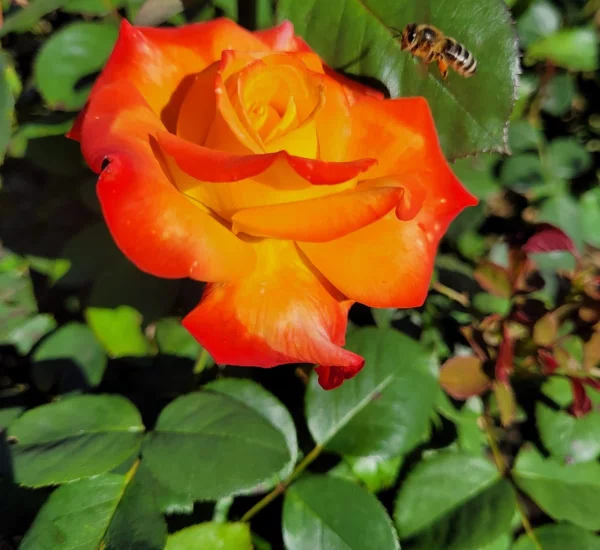 Rosier HENRYANE DE CHAPONAY® Ora 351