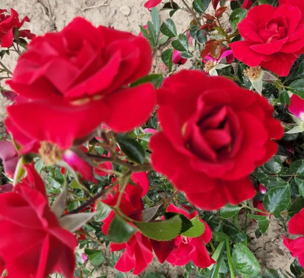 Rosier New VESUVIA® Noa 71680