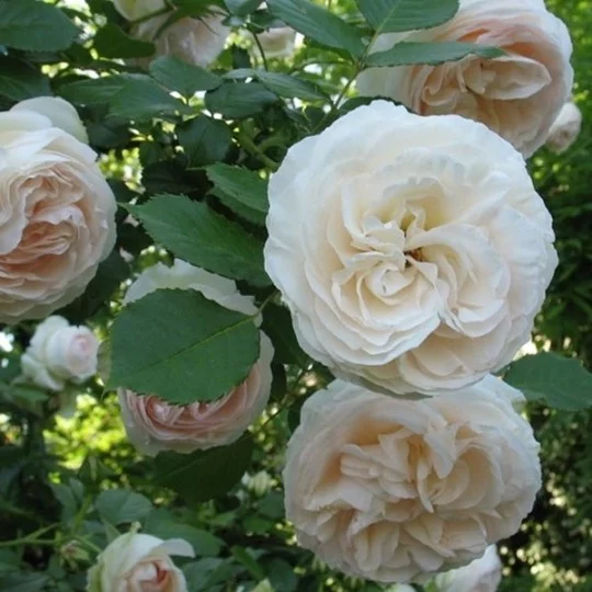 Rosier Palais Royal® Meiviowit