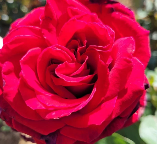 Rosier PERUGINO® Oralipar