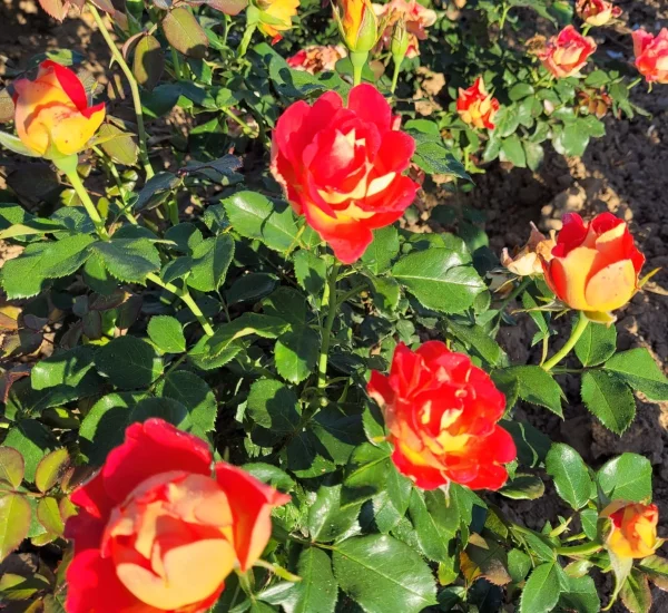 Rosier ROMANECHE LA MONTAGNE® CODeuke