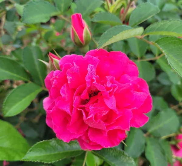 Rosier LE POTAGER DU ROI® Fel15014