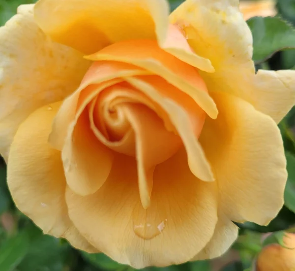 Rosier ROSE ALLEYSON® 295-08