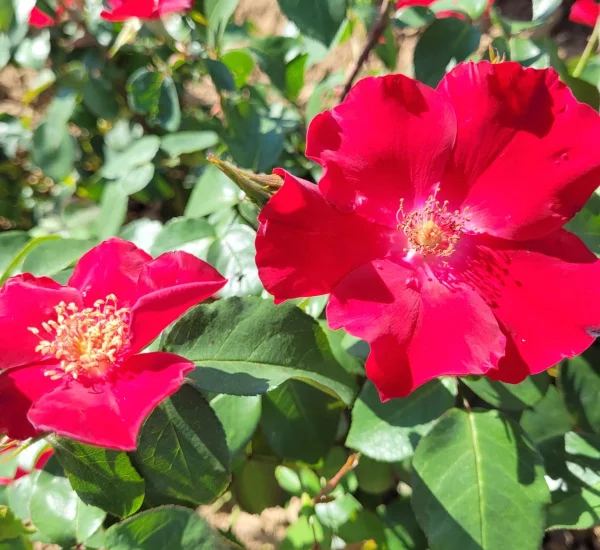 Rosier COQUELICOT® CODsemblu