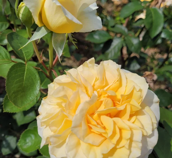 Rosier ROSE MARIE® CODanter